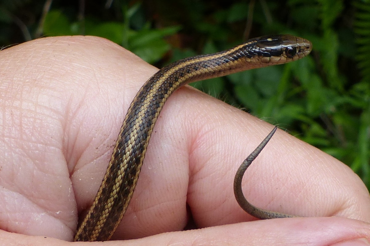 13-fascinating-facts-about-northwestern-garter-snake