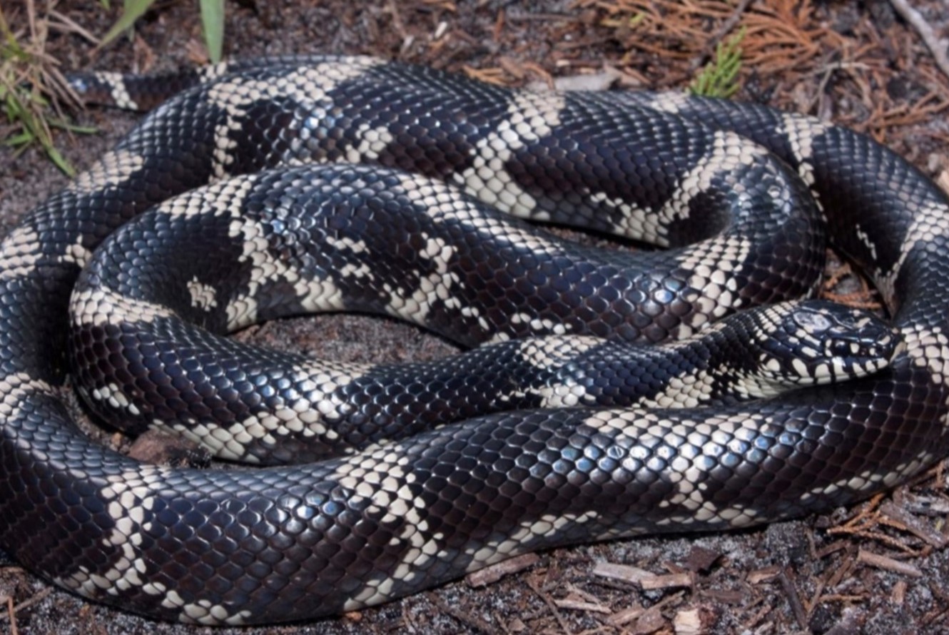 13-intriguing-facts-about-king-snake