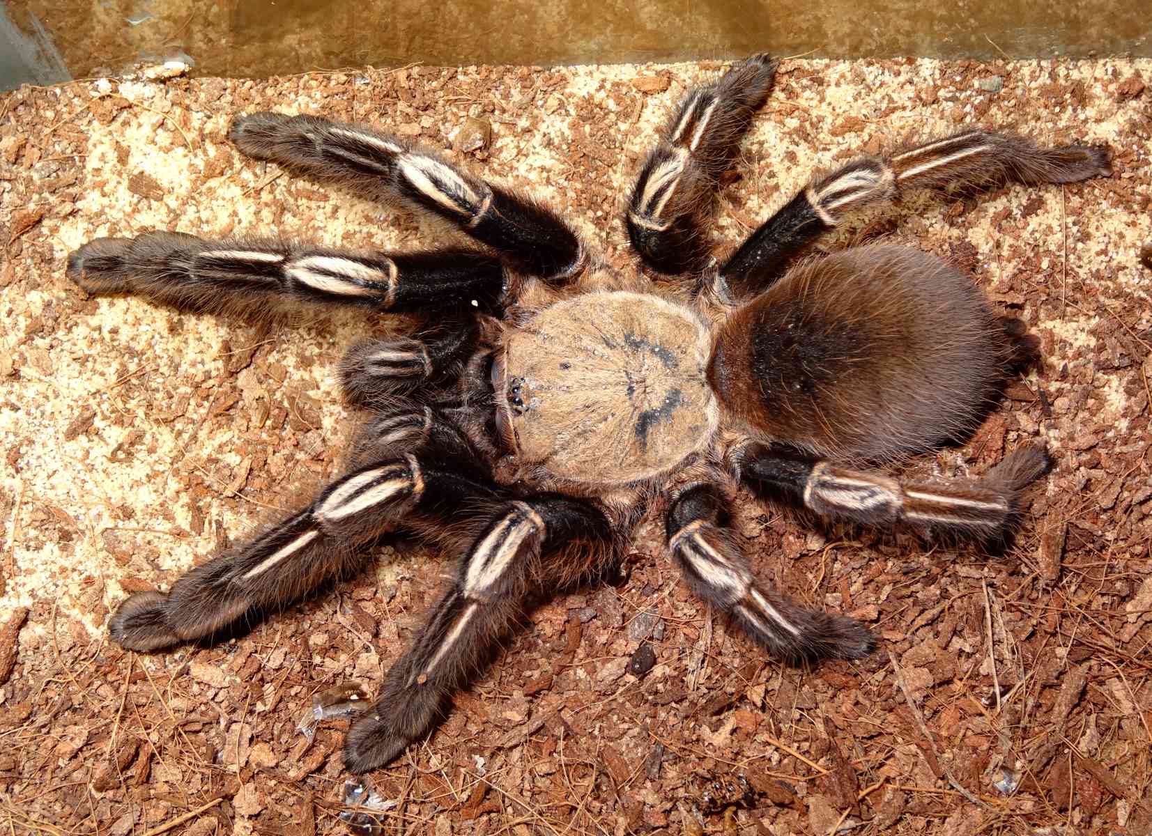 13-intriguing-facts-about-skeleton-tarantula