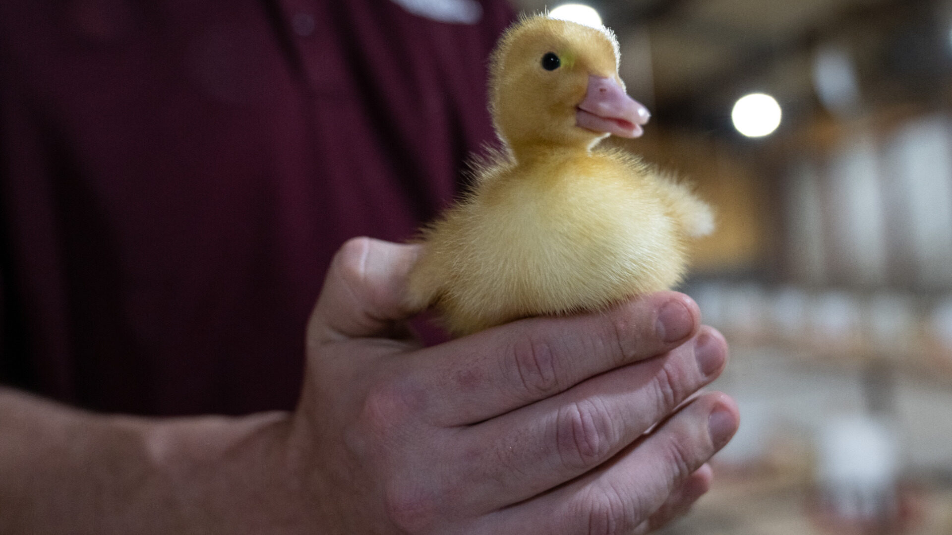 13-mind-blowing-facts-about-poultry-keeping-e-g-chickens-ducks