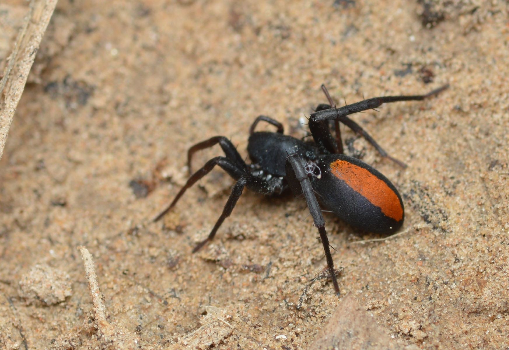13-mind-blowing-facts-about-red-spotted-ant-mimic-spider