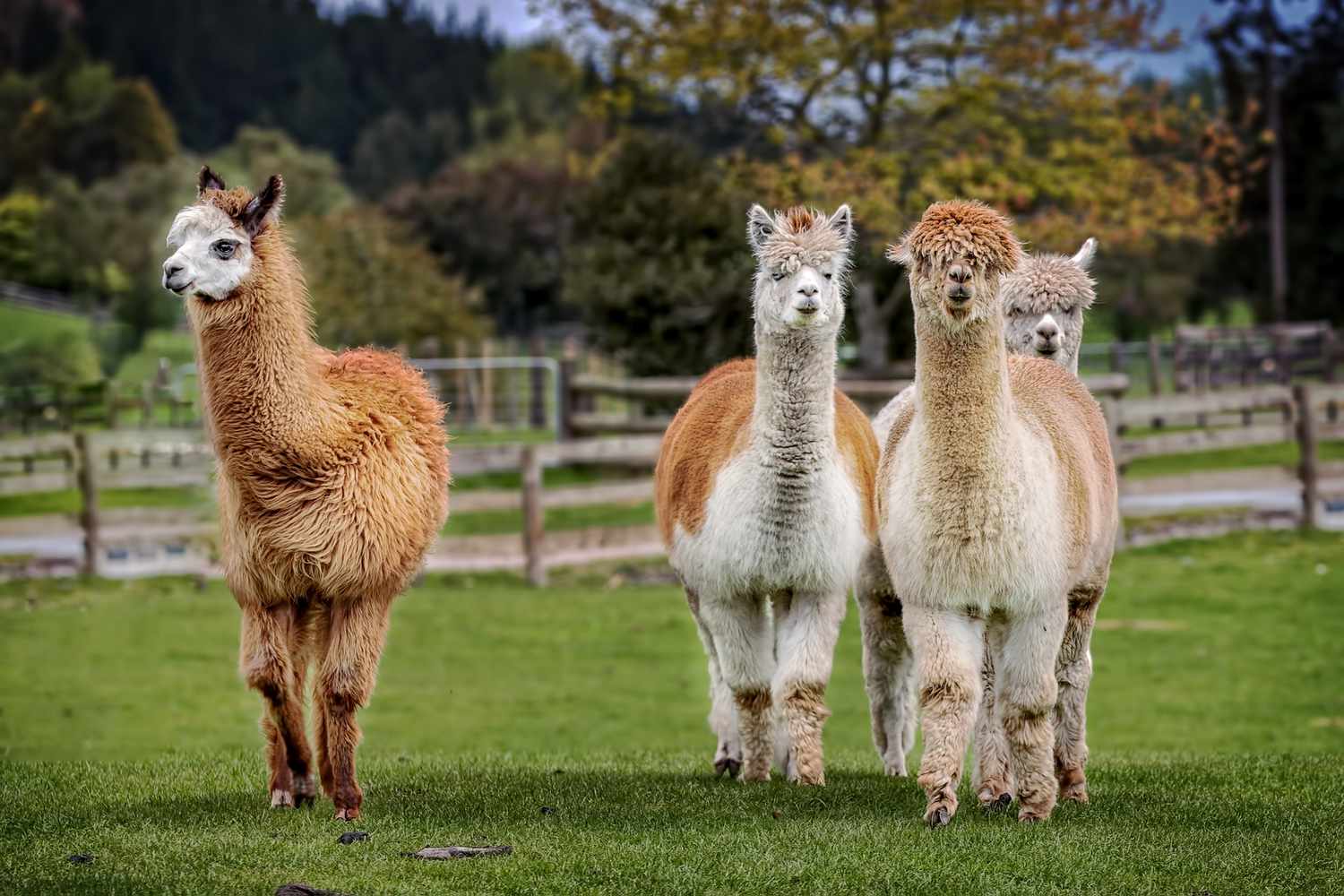 13-surprising-facts-about-alpaca-farming