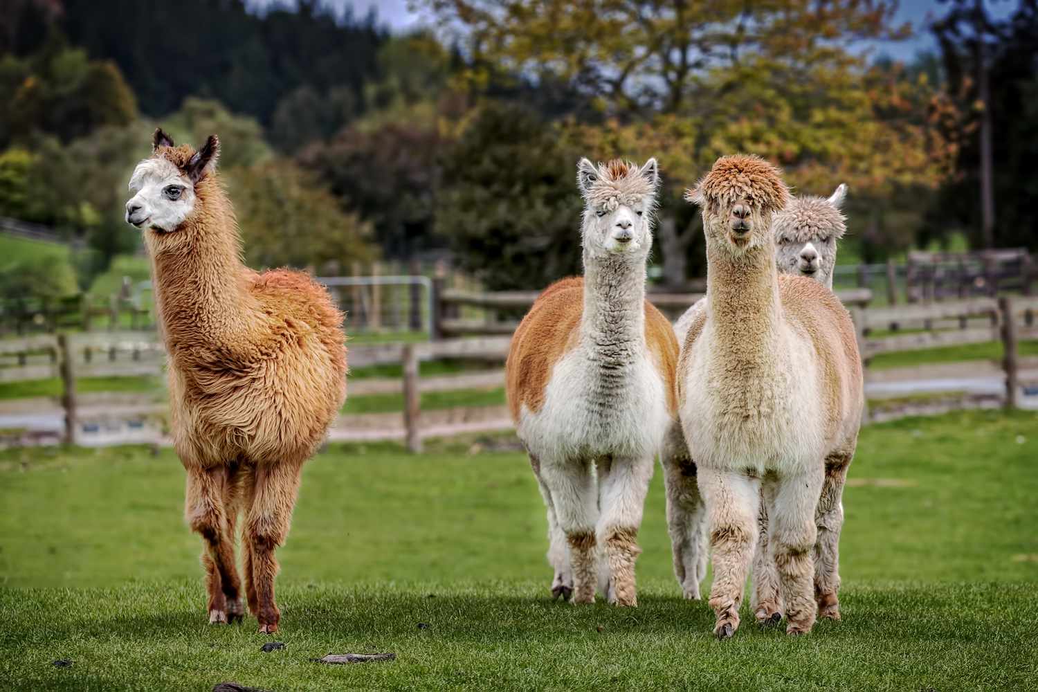 13 Surprising Facts About Alpaca Farming 