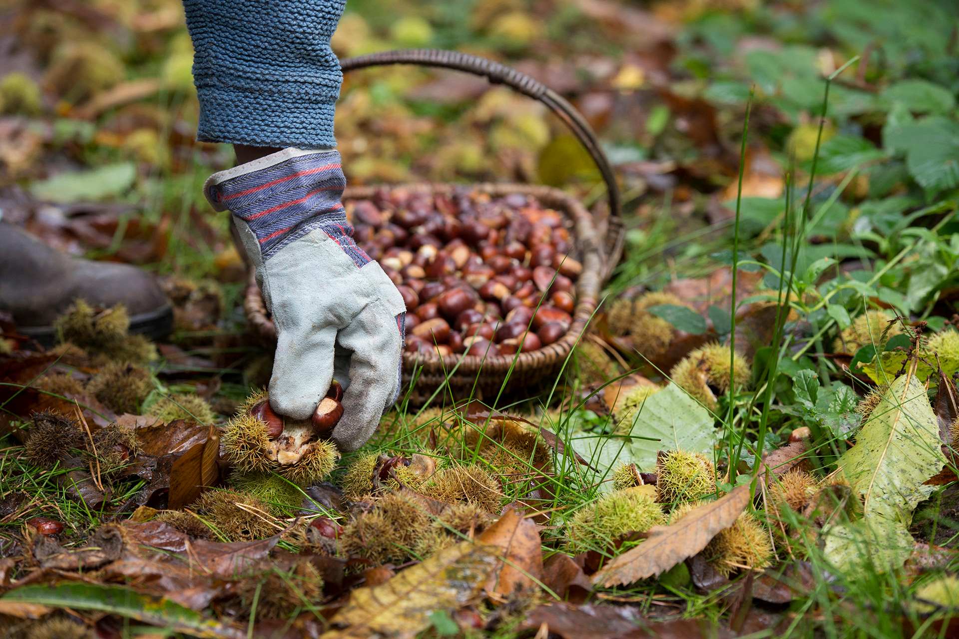 13-surprising-facts-about-foraging
