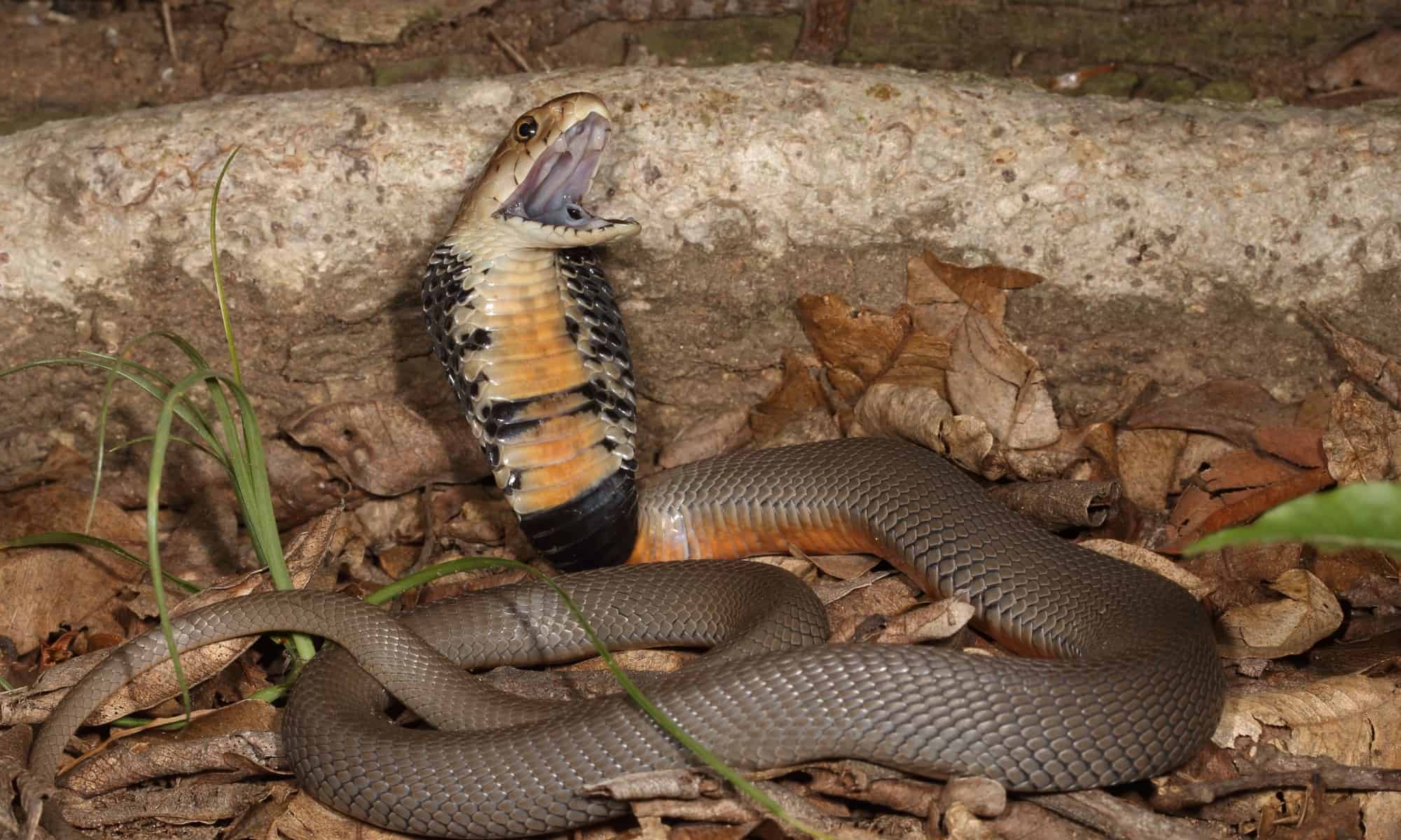 13-surprising-facts-about-mozambique-spitting-cobra