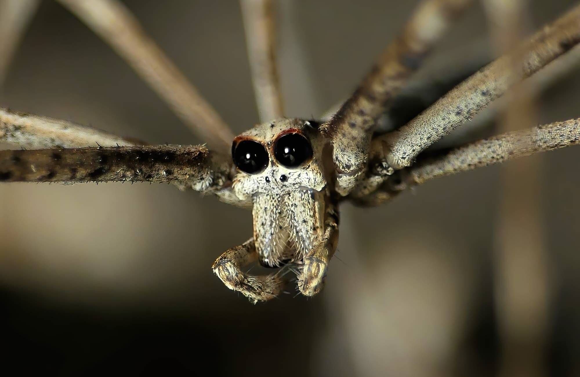 13-surprising-facts-about-net-casting-spider