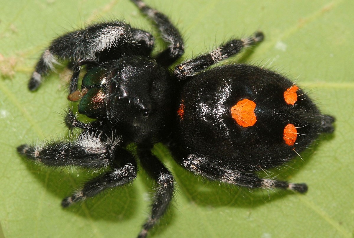 13-surprising-facts-about-polka-dot-spider