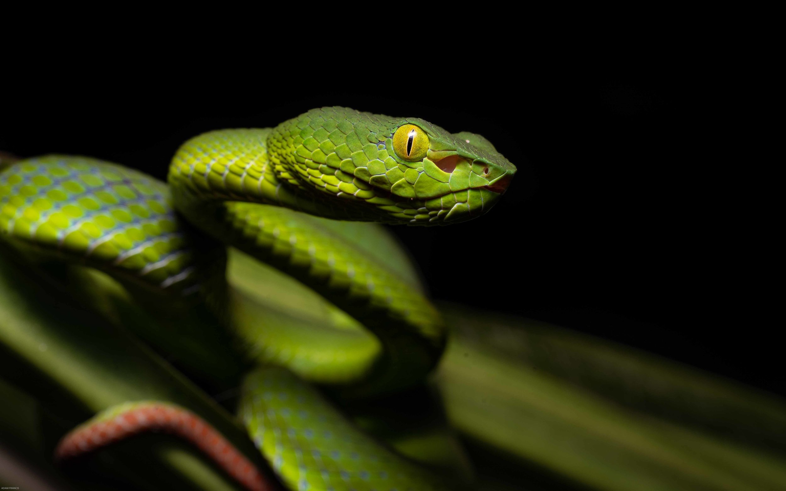 13-surprising-facts-about-siamese-peninsula-pit-viper