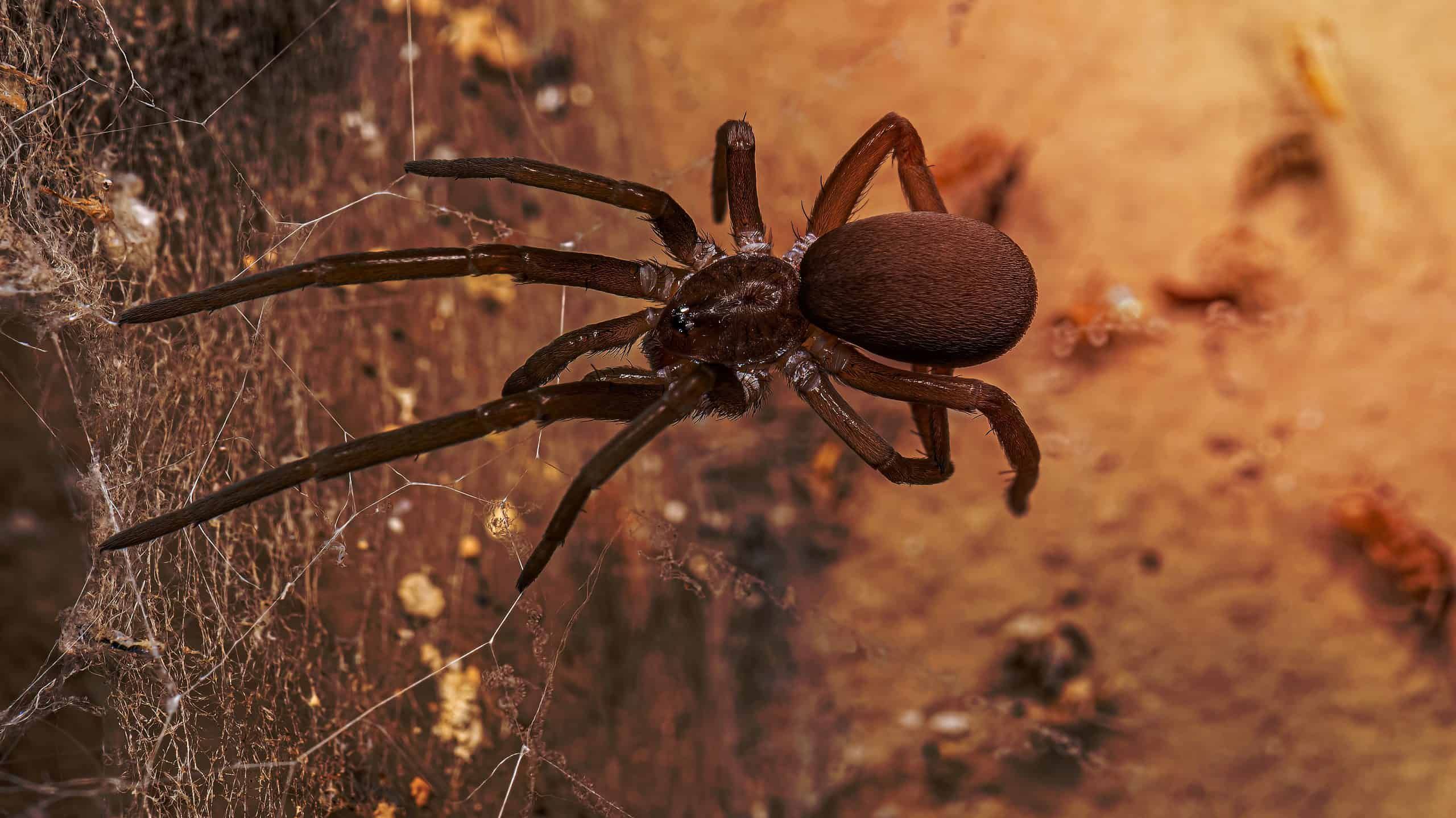13-surprising-facts-about-southern-house-spider