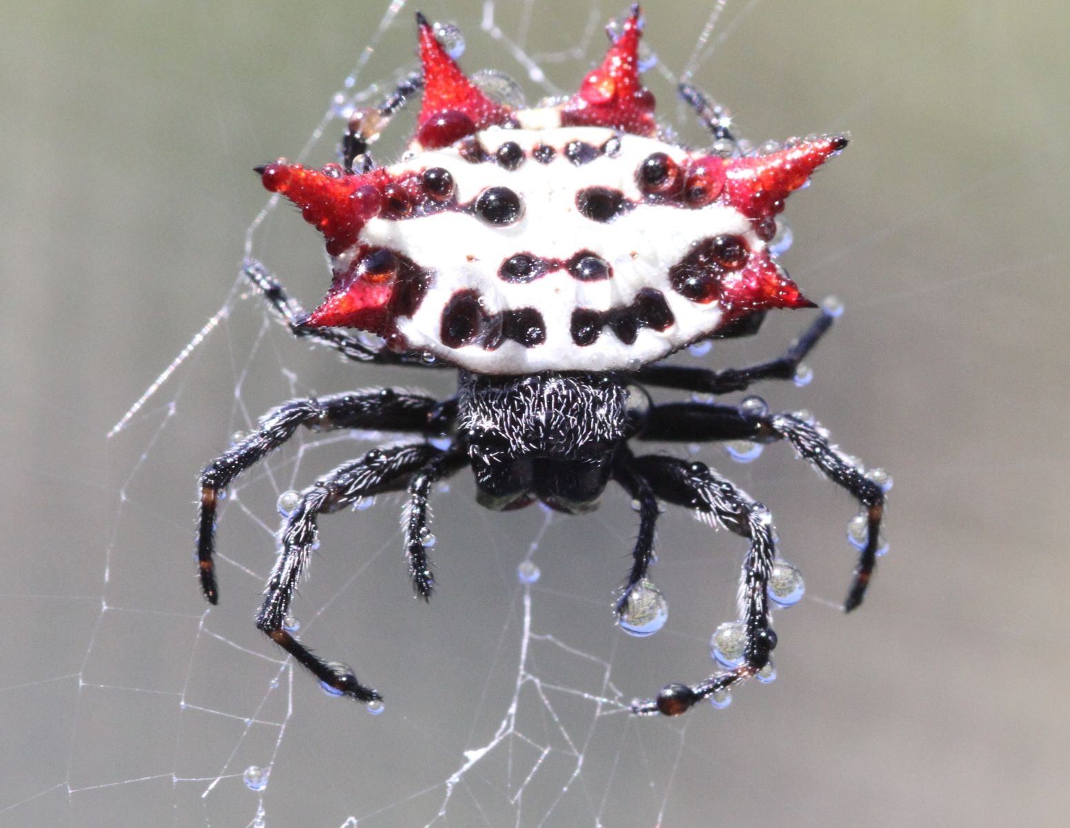 13-surprising-facts-about-spiny-orbweaver