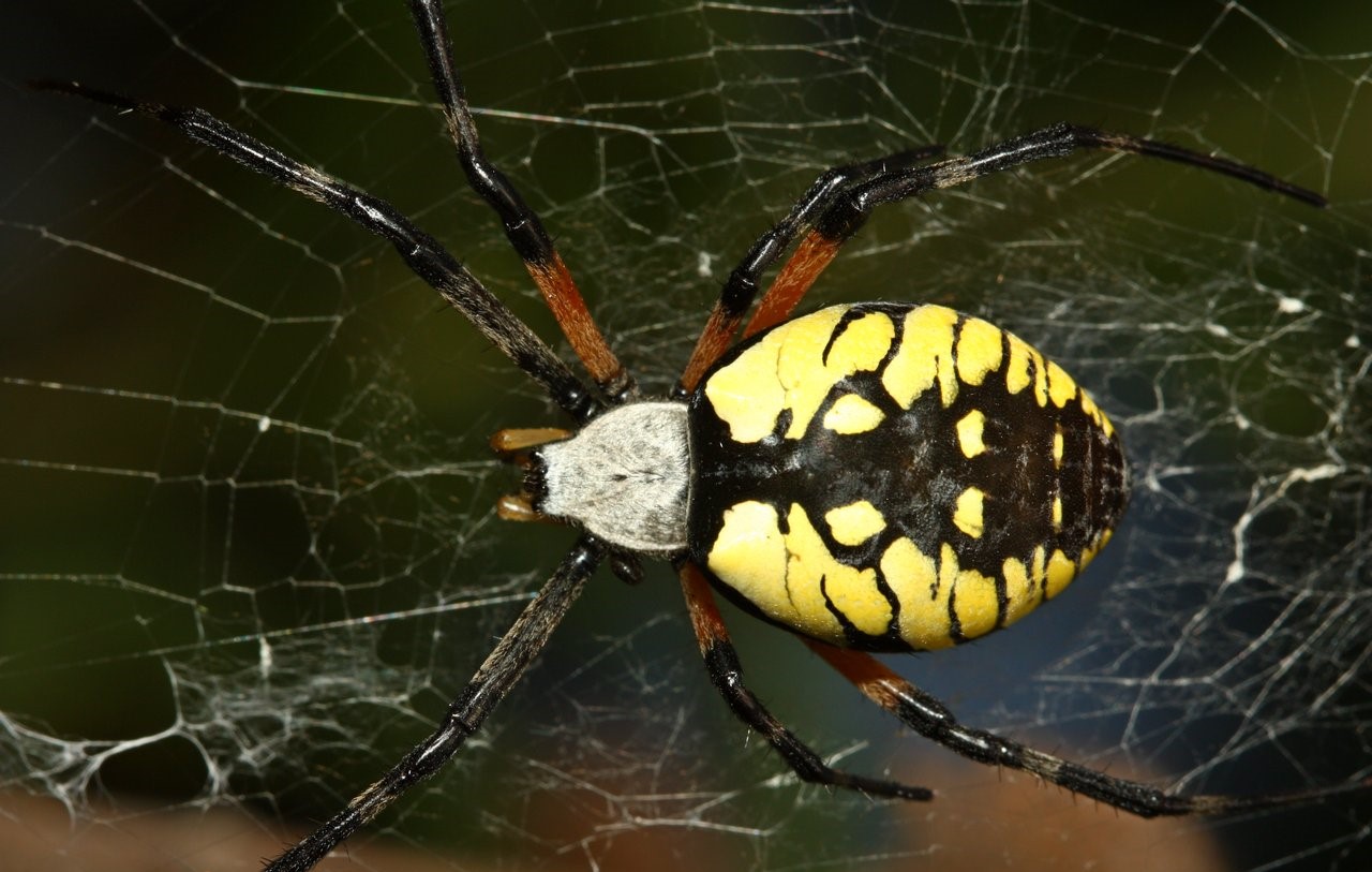 13-unbelievable-facts-about-yellow-garden-orbweaver