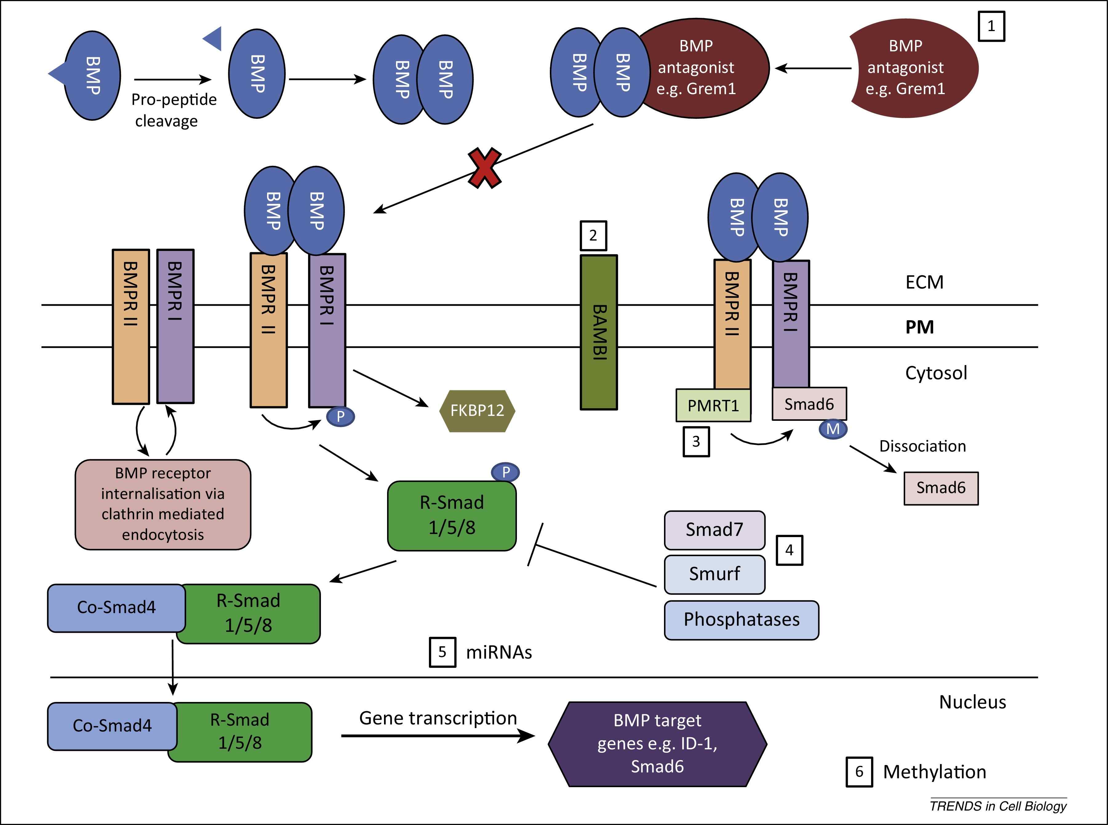 14-astounding-facts-about-bmp-signaling-pathway