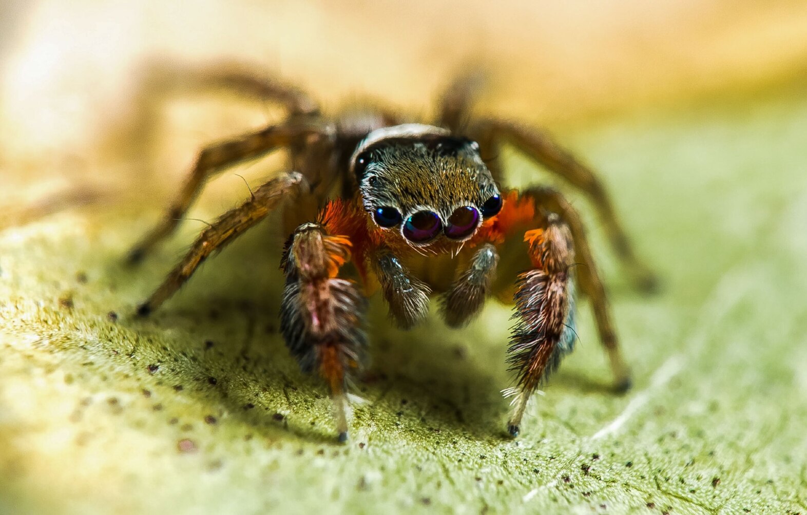 Most Venomous Spiders Around the World and North America