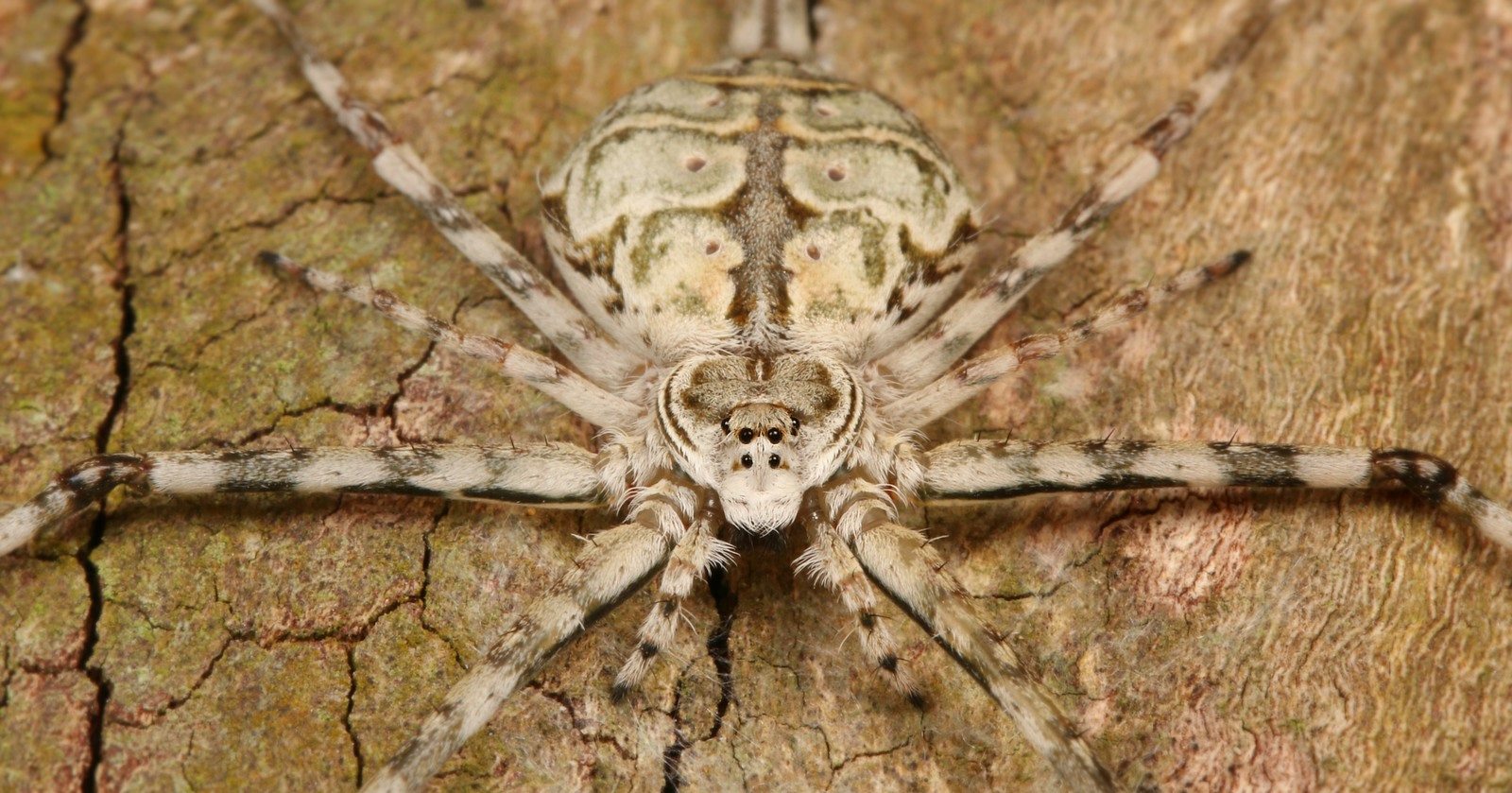 14-astounding-facts-about-long-spinnered-bark-spider