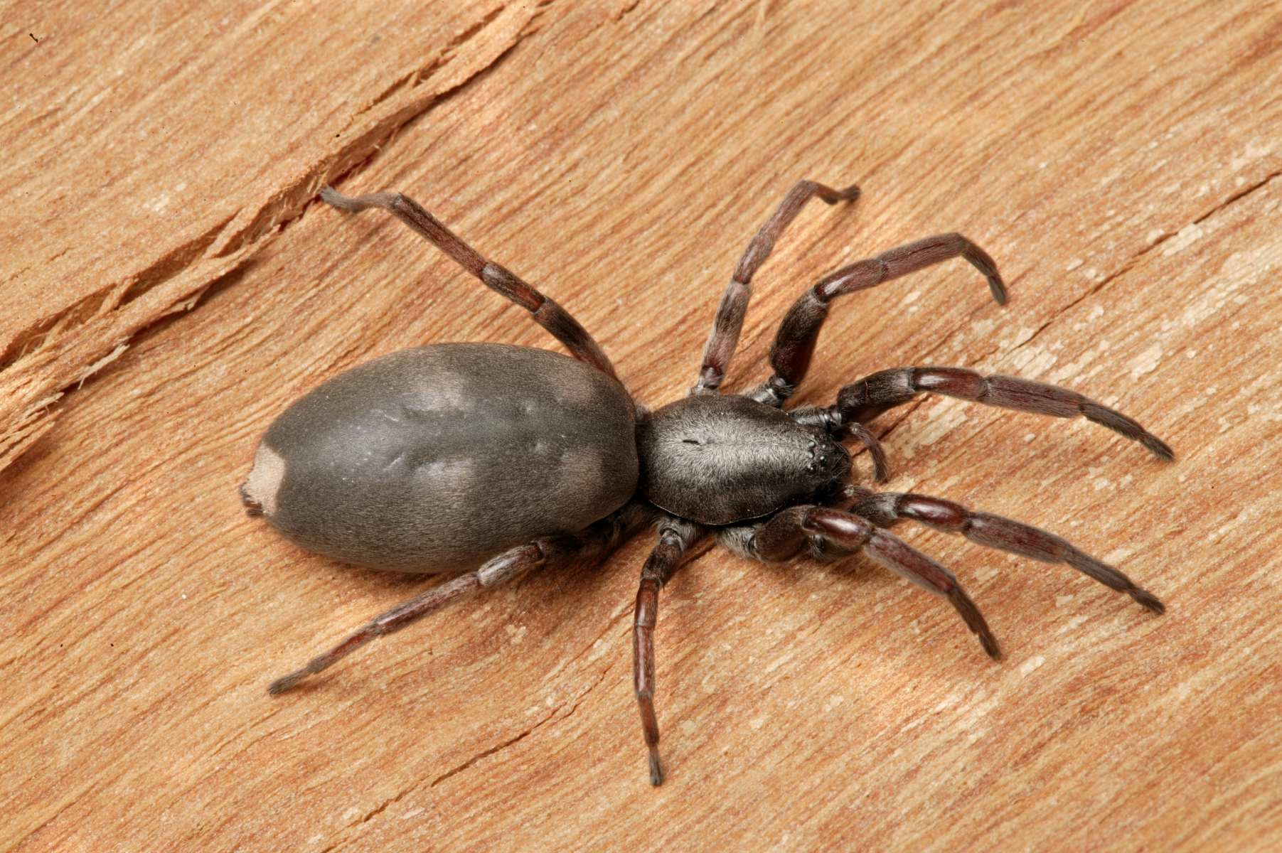 14-astounding-facts-about-white-tailed-spider