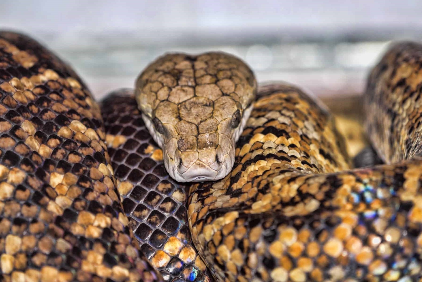 14-captivating-facts-about-jamaican-boa