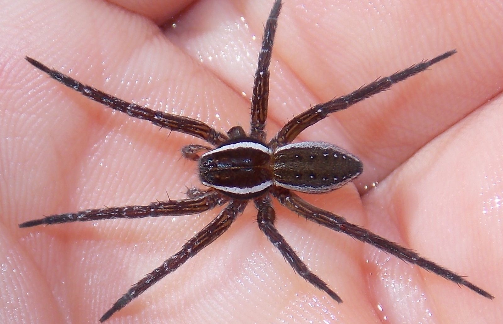 14-captivating-facts-about-six-spotted-fishing-spider