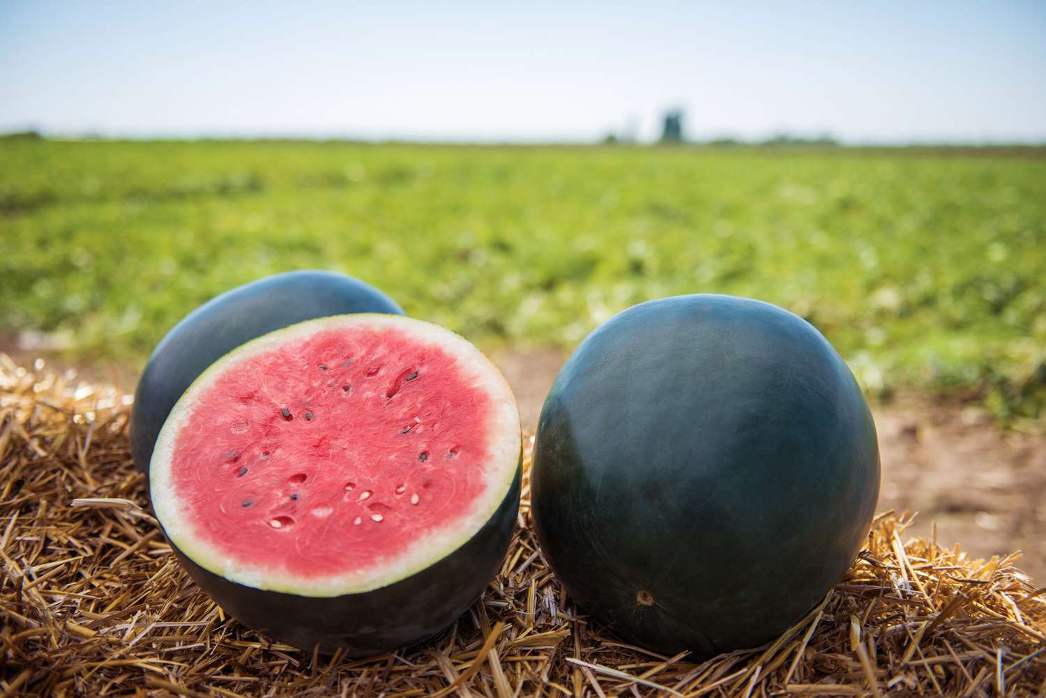14-enigmatic-facts-about-black-diamond-watermelon