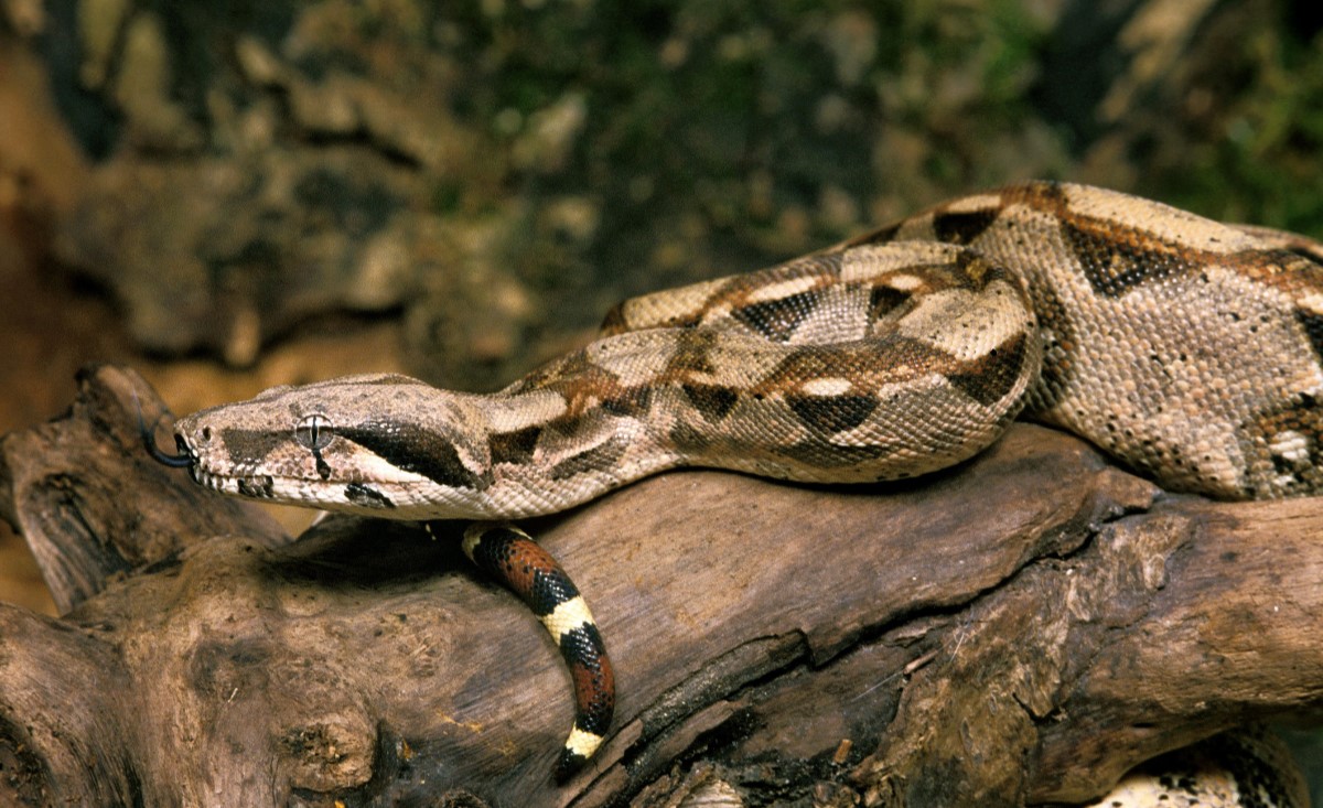 14-enigmatic-facts-about-boa-constrictor