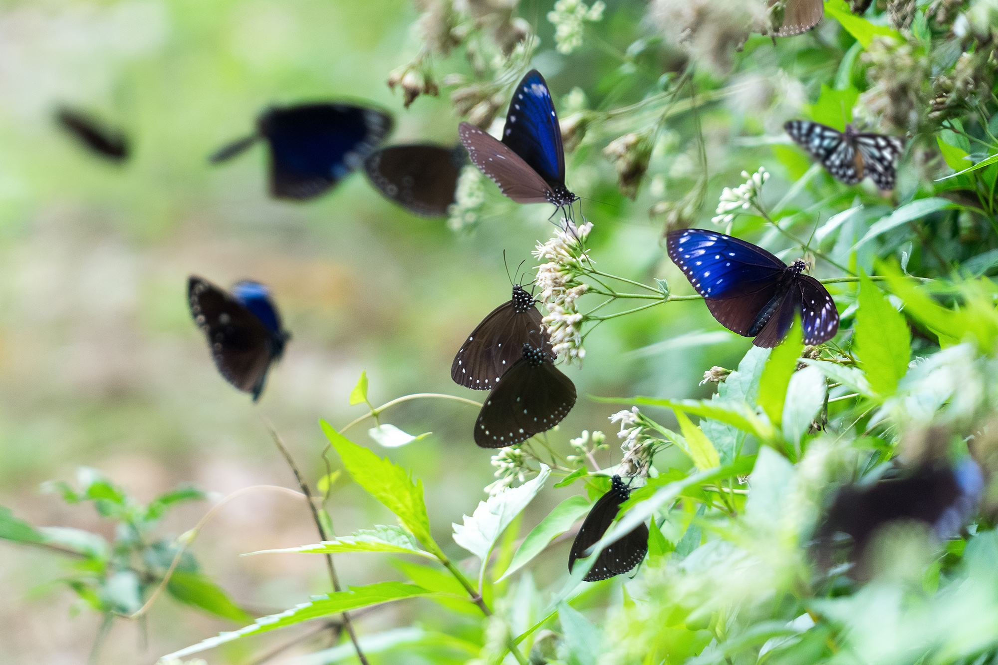 14-enigmatic-facts-about-butterfly-watching