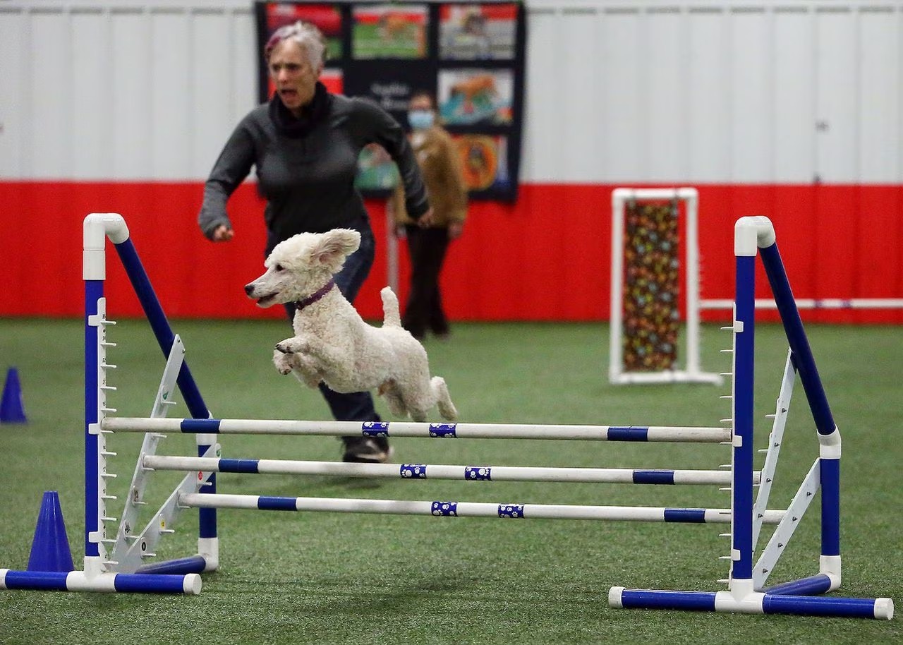 14-enigmatic-facts-about-dog-agility