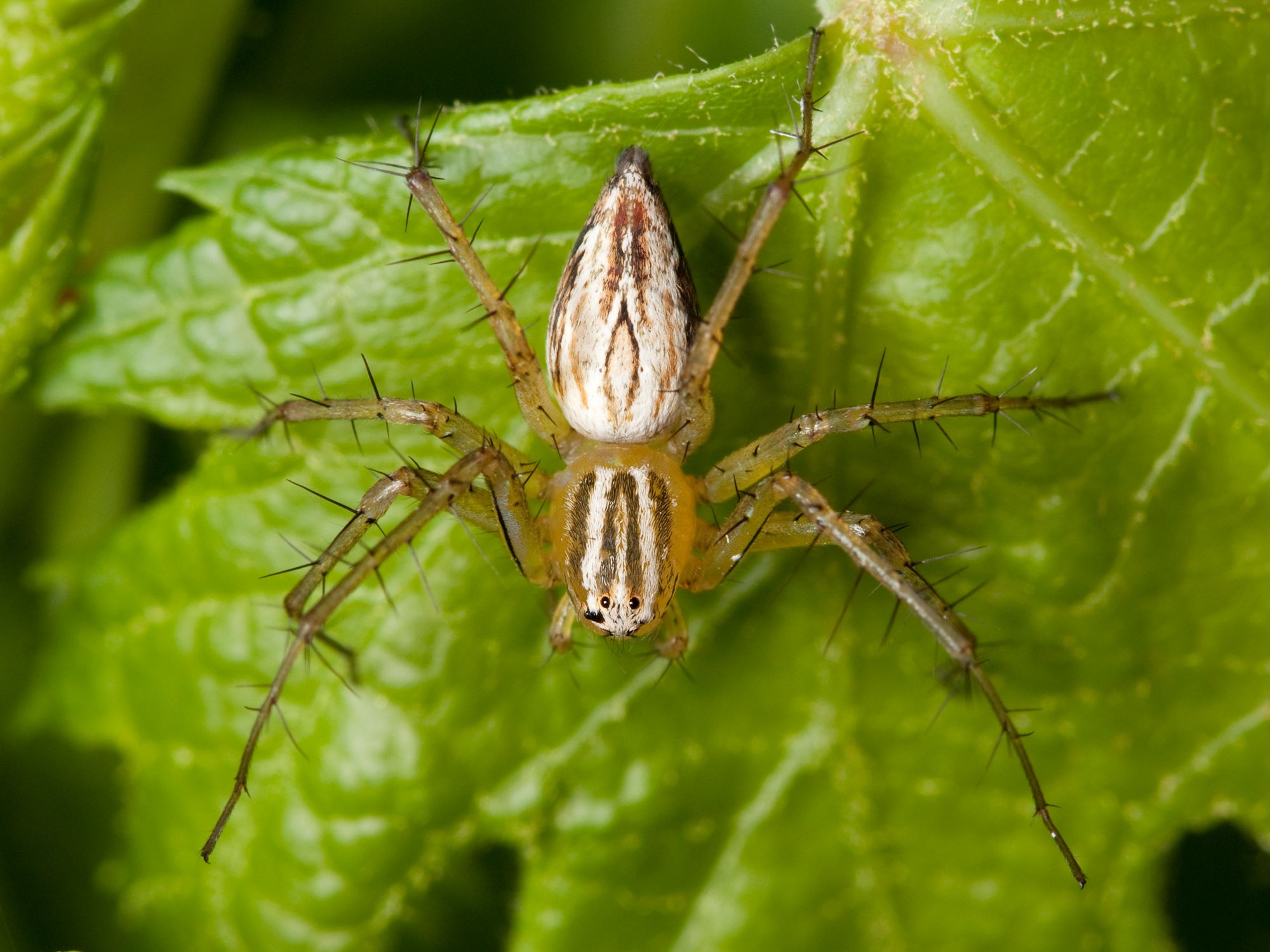 14-enigmatic-facts-about-striped-lynx-spider
