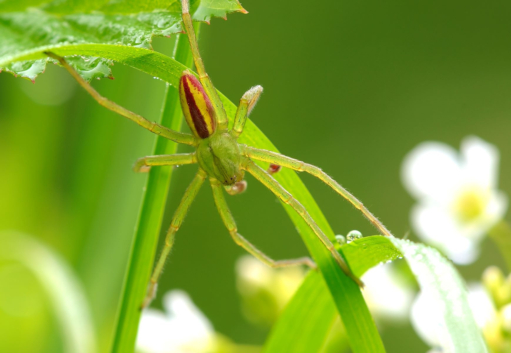 14-extraordinary-facts-about-green-huntsman-spider