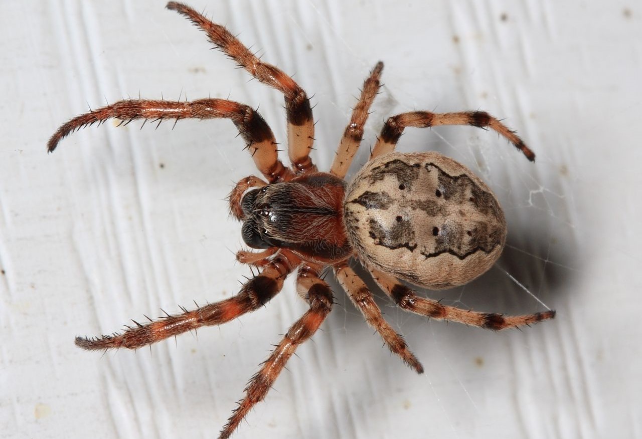 14-fascinating-facts-about-furrow-orbweaver