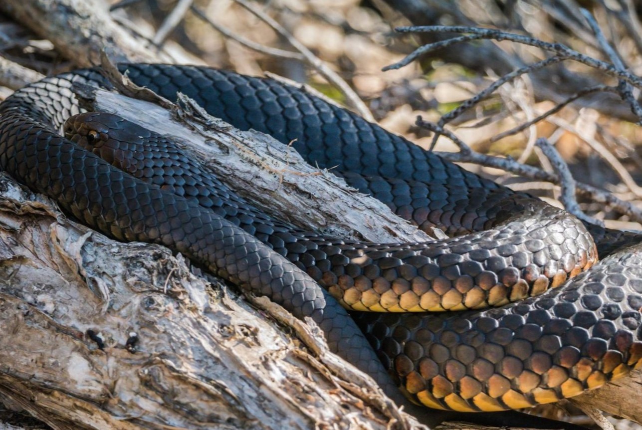 14-intriguing-facts-about-australian-copperhead