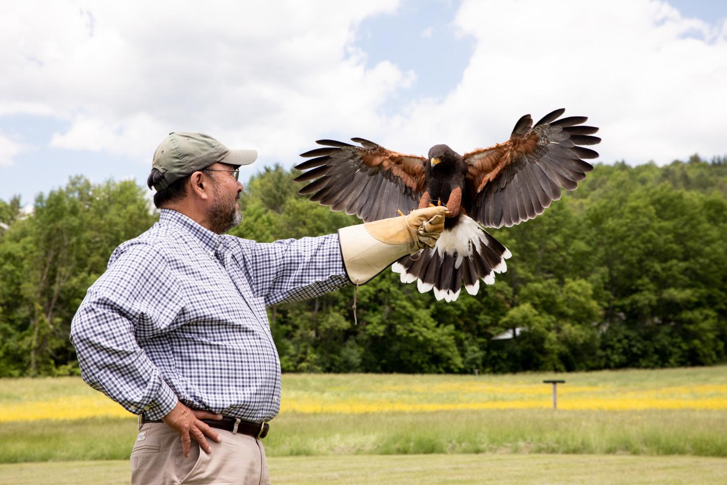 14-intriguing-facts-about-falconry