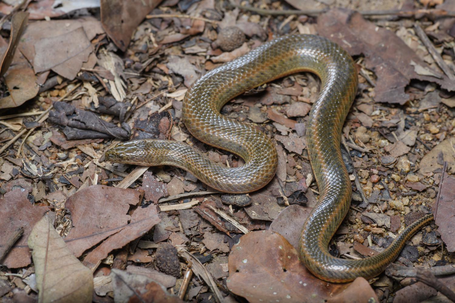 14-intriguing-facts-about-mekong-mud-snake