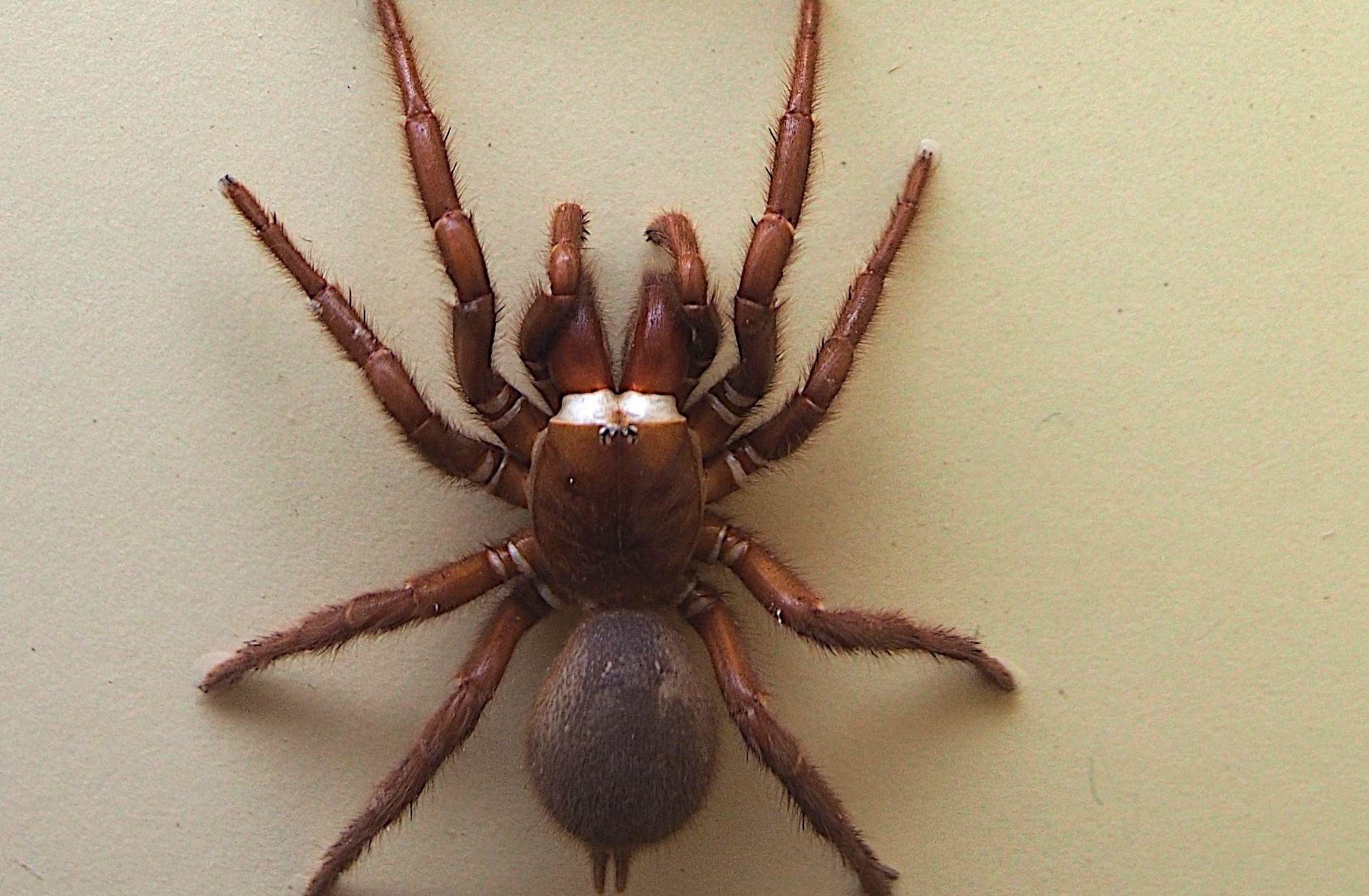 What's a funnel web spider and what are the most dangerous spiders in the  world? All you need to know