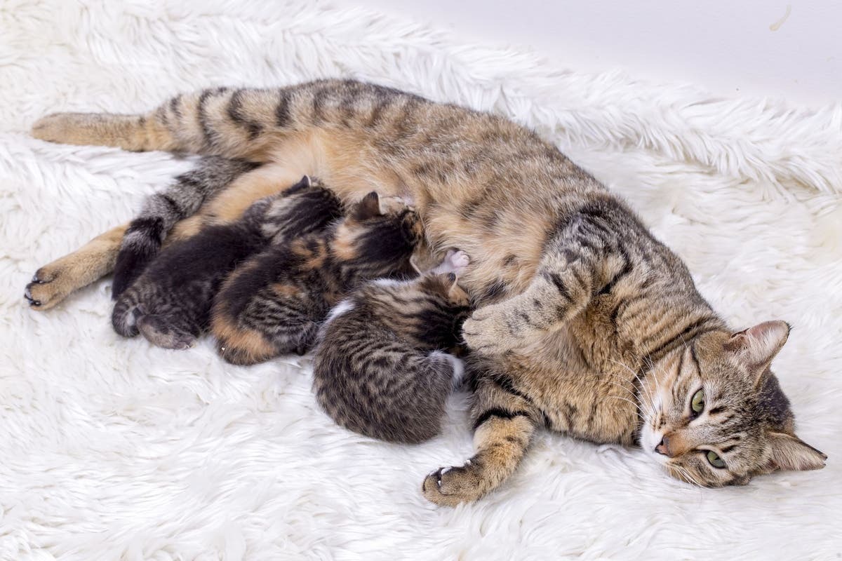 14-mind-blowing-facts-about-cat-breeding