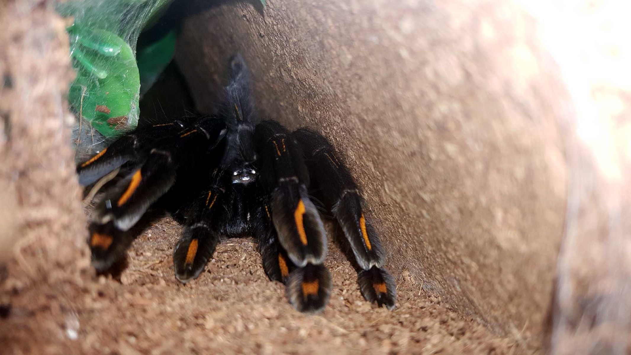 14-mind-blowing-facts-about-venezuelan-suntiger-tarantula