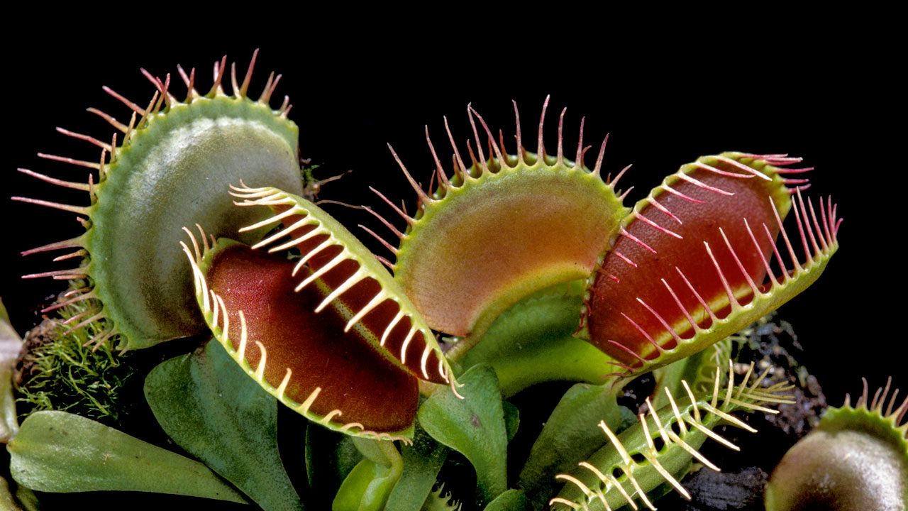 14-mind-blowing-facts-about-venus-flytrap