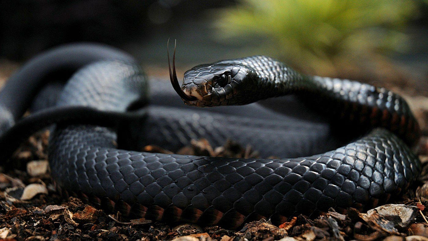 14-surprising-facts-about-black-mamba