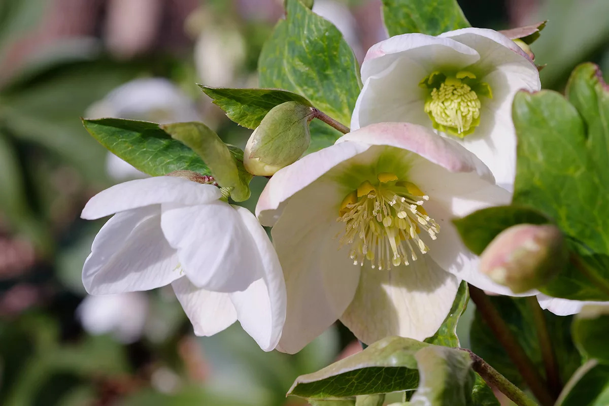 14-surprising-facts-about-christmas-rose