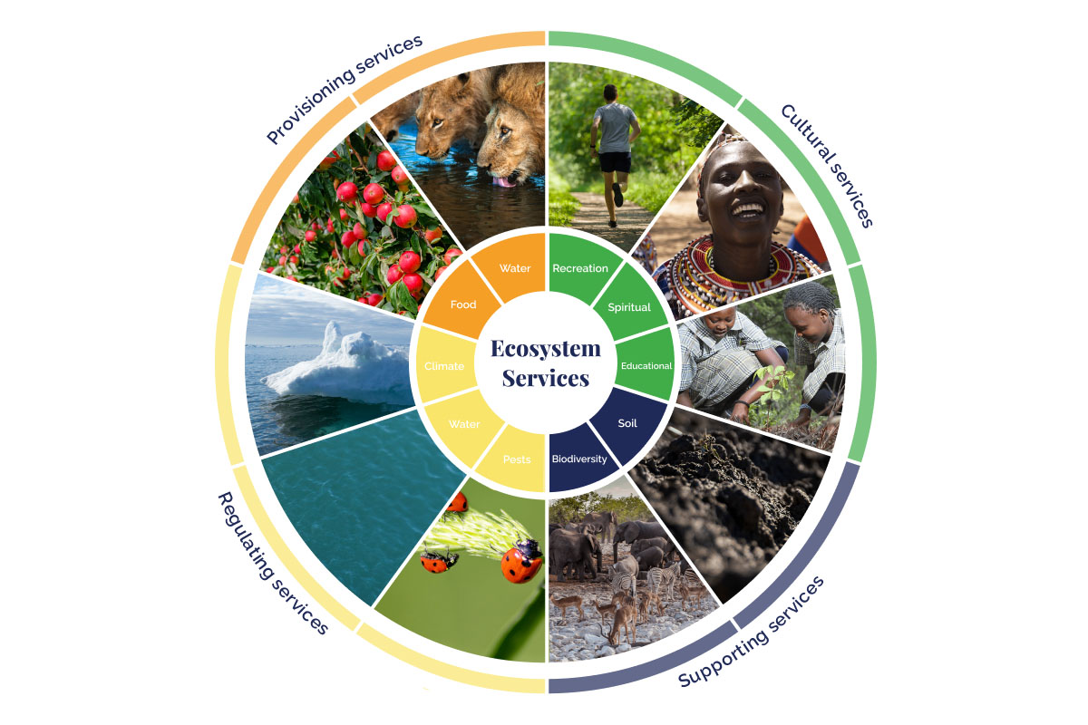 14-surprising-facts-about-ecosystem-services