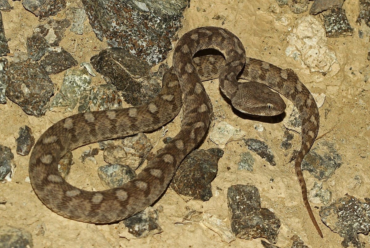 14-surprising-facts-about-oman-saw-scaled-viper