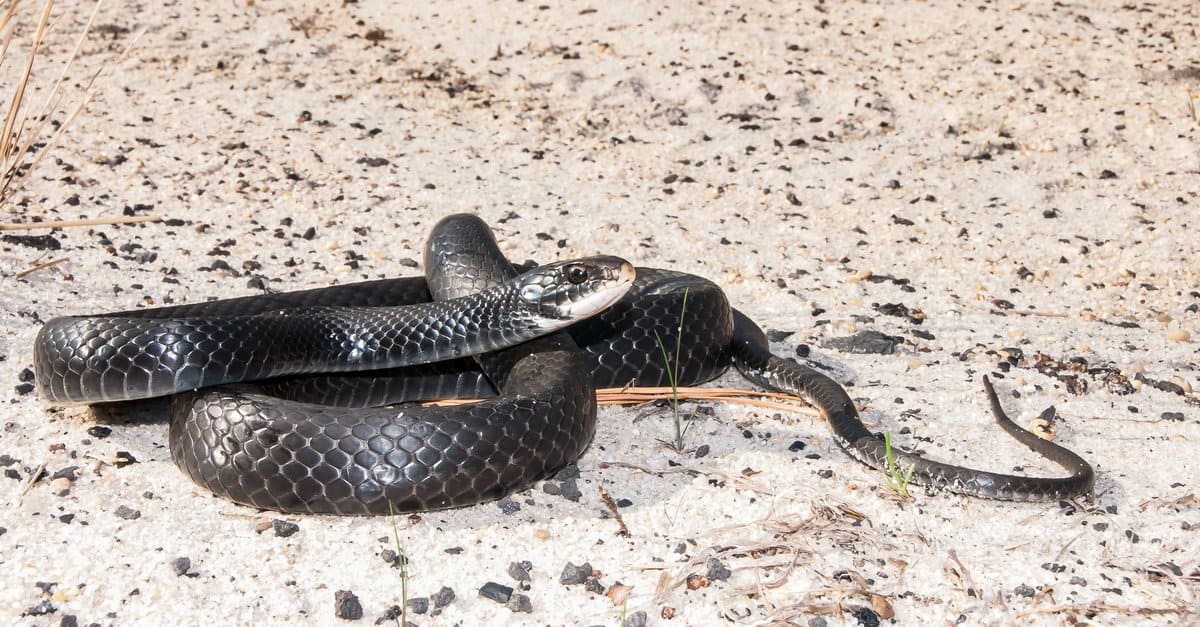 14-unbelievable-facts-about-southern-black-racer