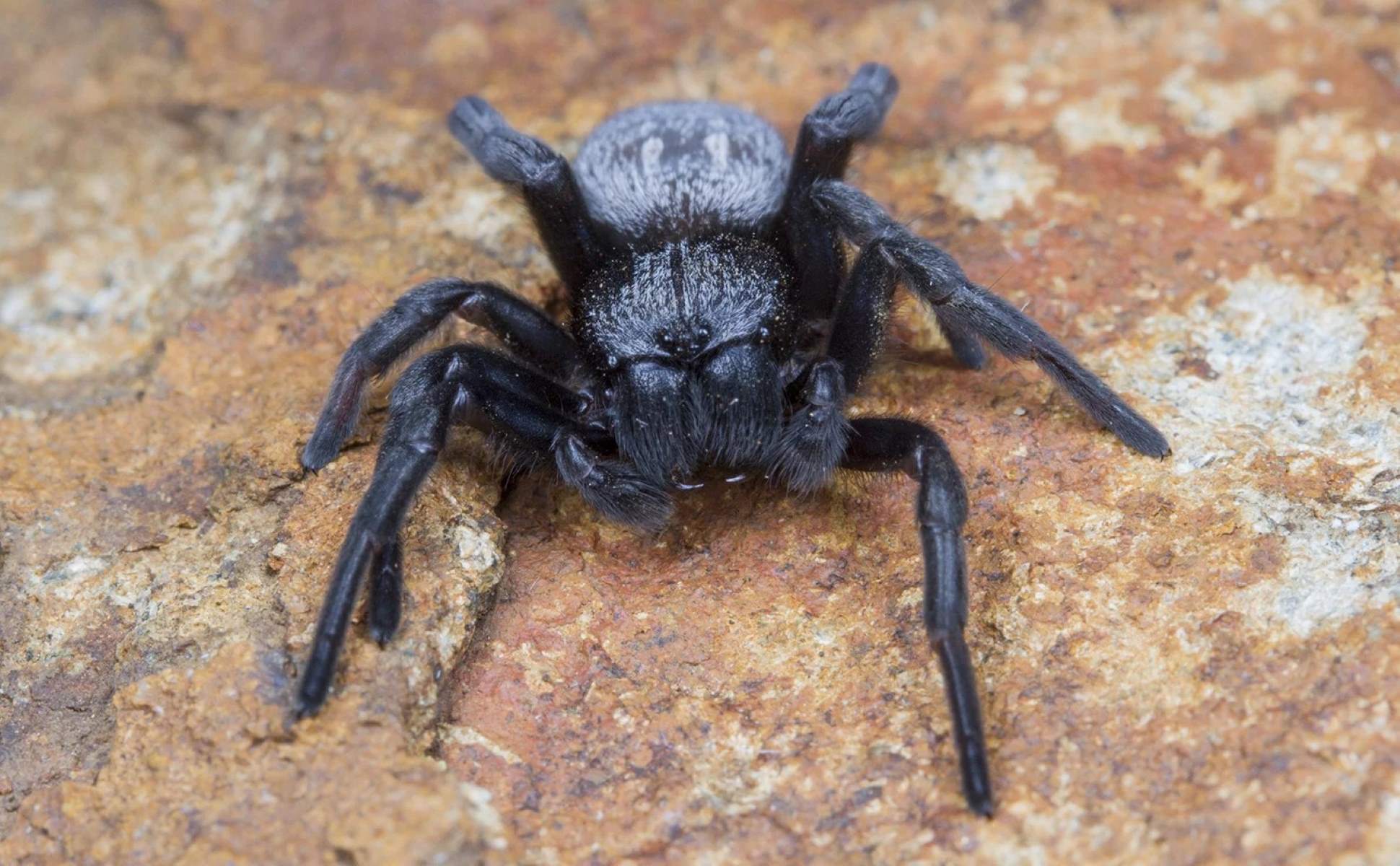 14-unbelievable-facts-about-velvet-spider