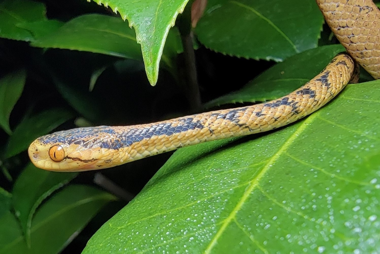 15-astonishing-facts-about-boulengers-slug-snake