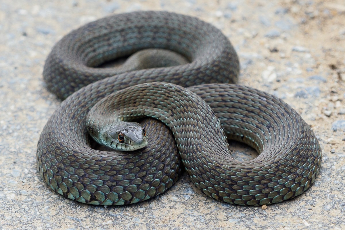 15-astonishing-facts-about-iberian-grass-snake