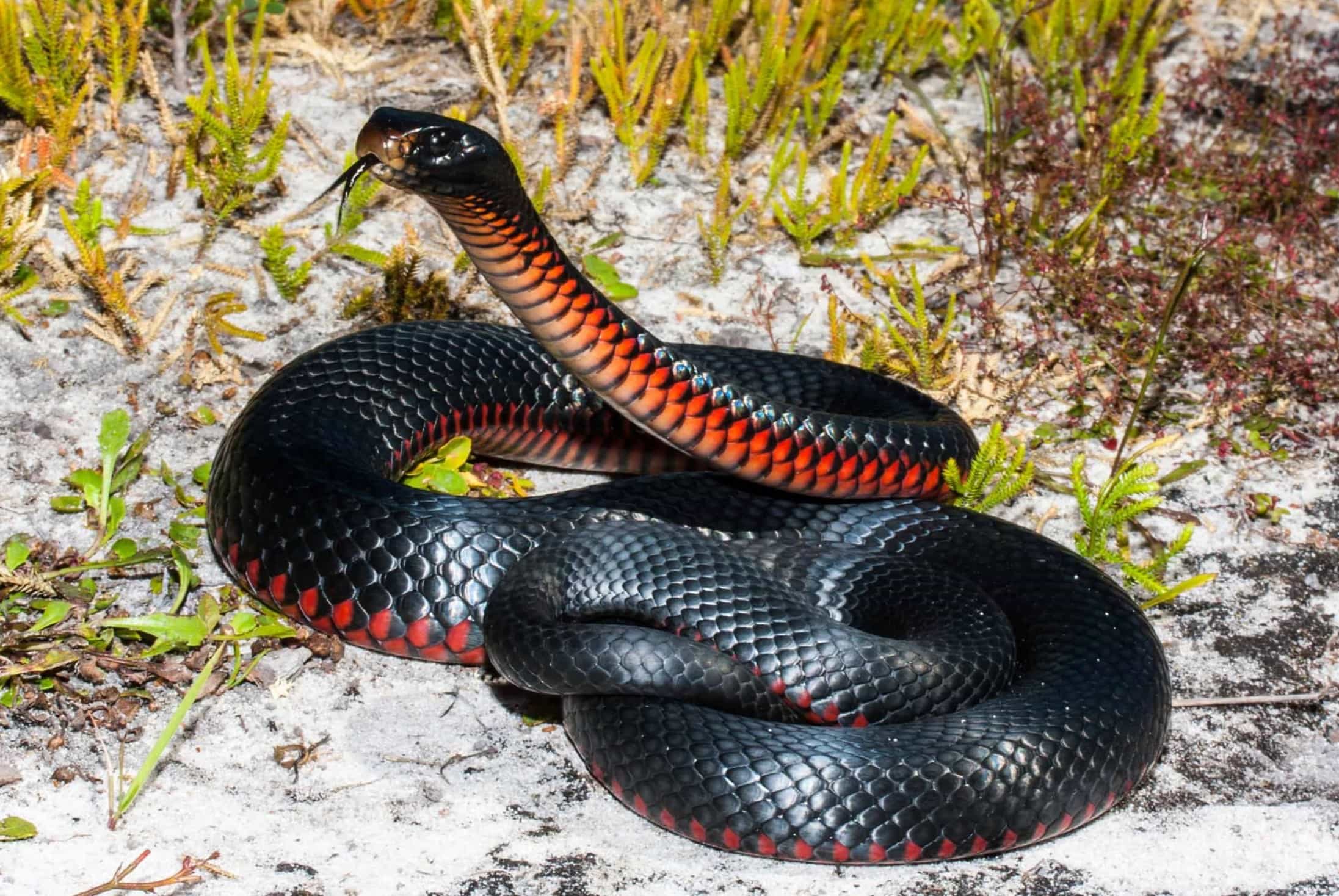 15-astonishing-facts-about-red-bellied-black-snake