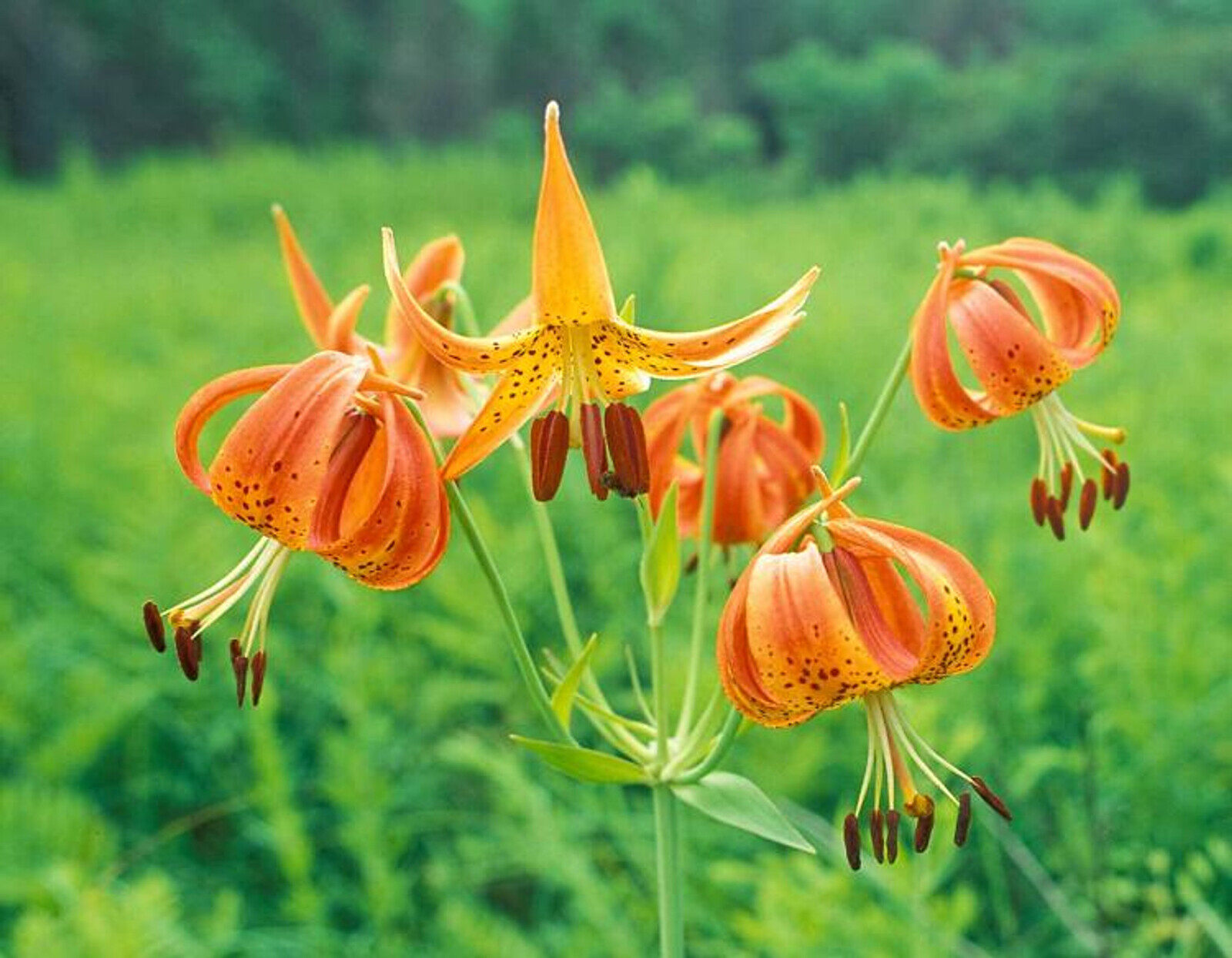 15-astonishing-facts-about-turks-cap-lily