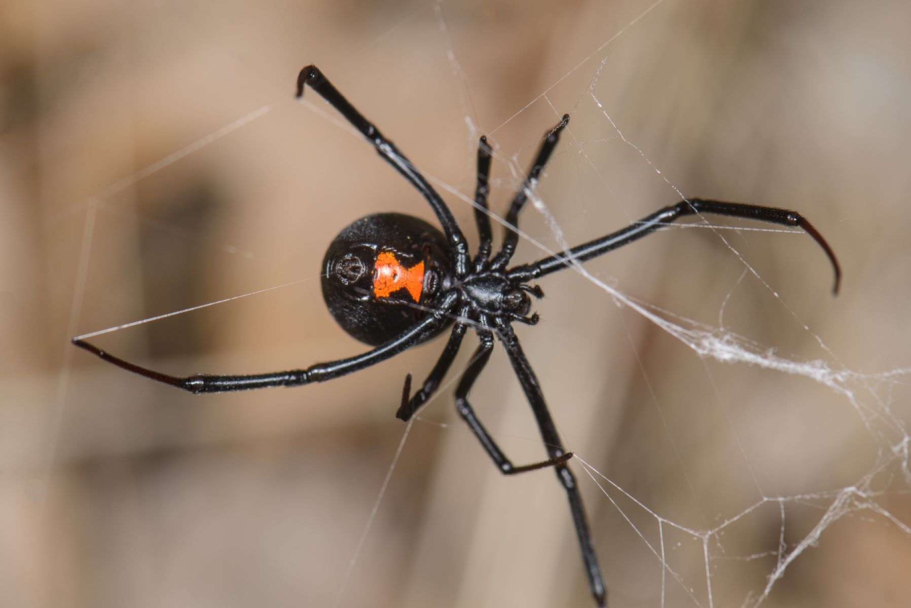 15-astonishing-facts-about-western-black-widow