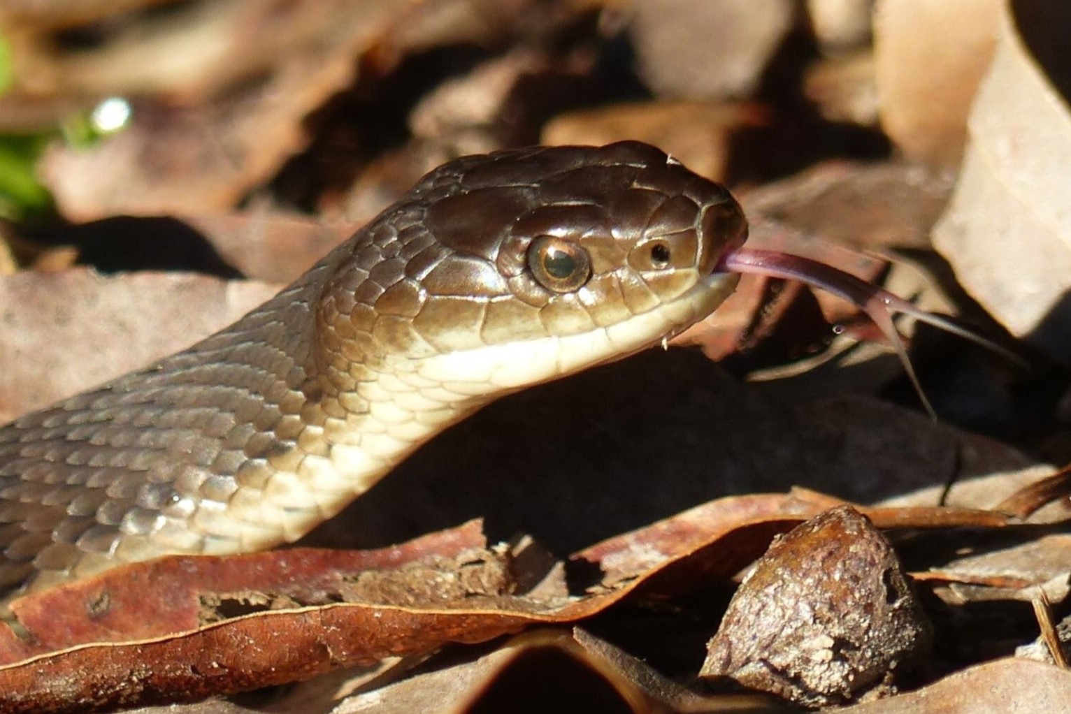 15-astounding-facts-about-rough-scaled-snake