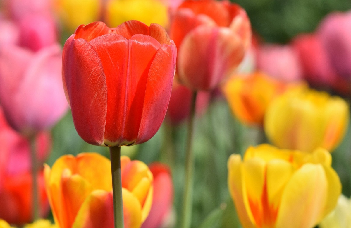 15-astounding-facts-about-tulip