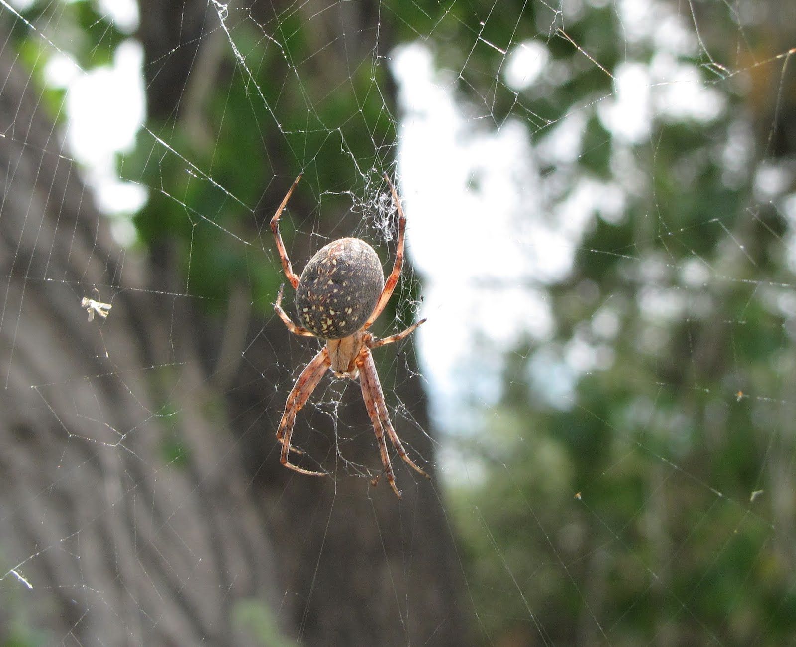 15-astounding-facts-about-western-spotted-orbweaver