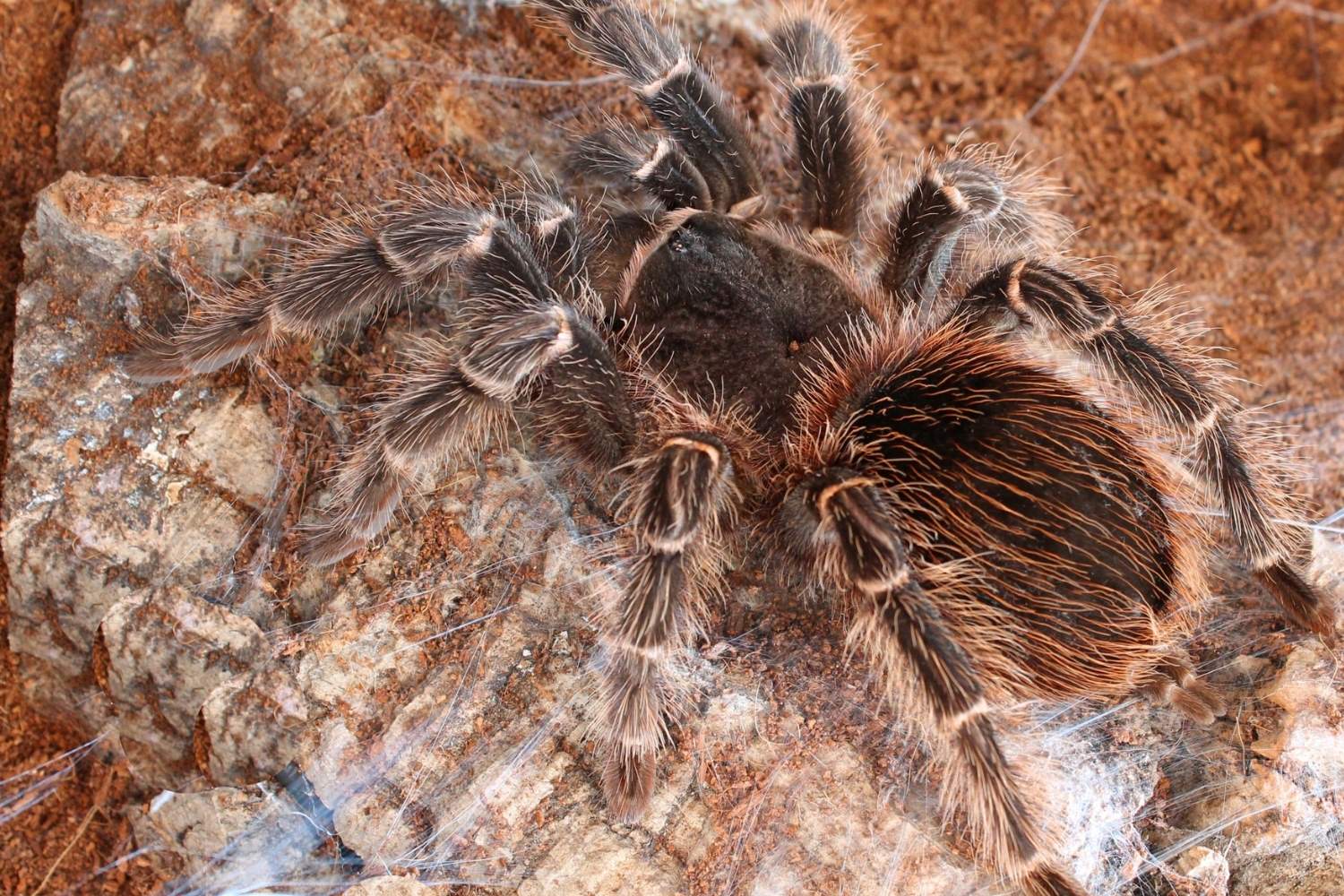15-captivating-facts-about-brazilian-salmon-pink-birdeater